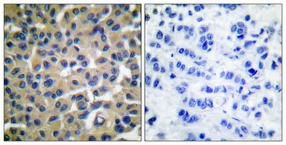 Vav (phospho Tyr174) rabbit pAb