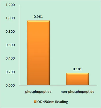 Wee 1 (phospho Ser53) rabbit pAb