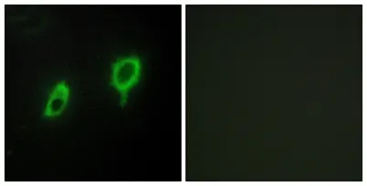 14-3-3 γ rabbit pAb - image 1