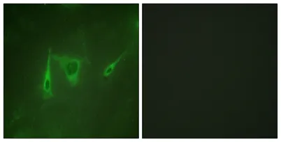 14-3-3 ζ/δ rabbit pAb