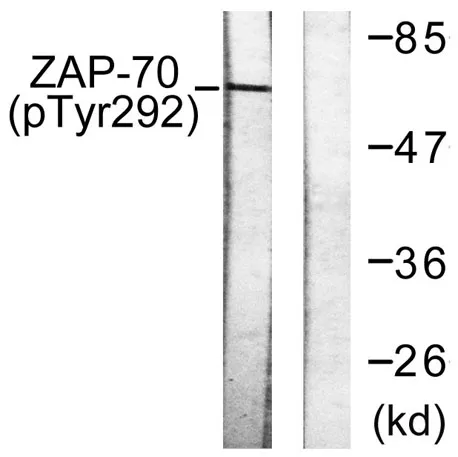 ZAP-70 (phospho Tyr292) rabbit pAb - image 1