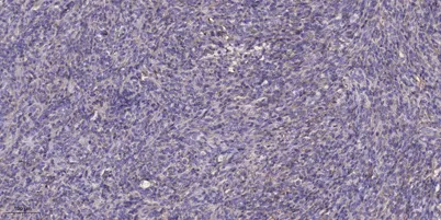 CA VIII rabbit pAb