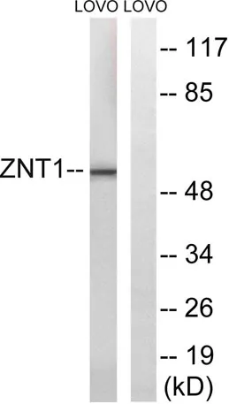 ZnT-1 rabbit pAb - image 1