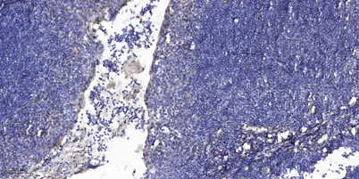 ZnT-2 rabbit pAb - image 1