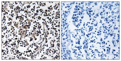 ZnT-4 rabbit pAb - image 1