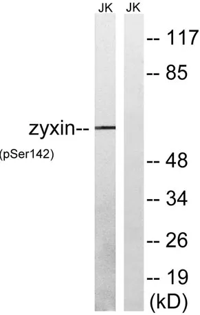 Zyxin (phospho Ser142) rabbit pAb - image 1