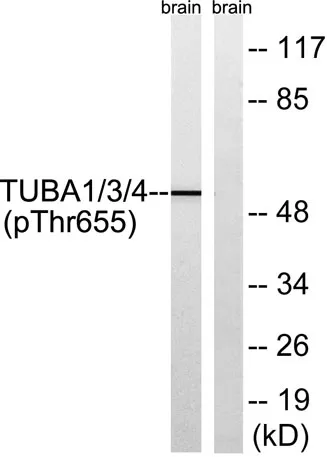 Tubulin α1/3/4 (phospho Tyr272) rabbit pAb
