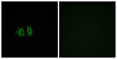 Frizzled-5 rabbit pAb - image 1