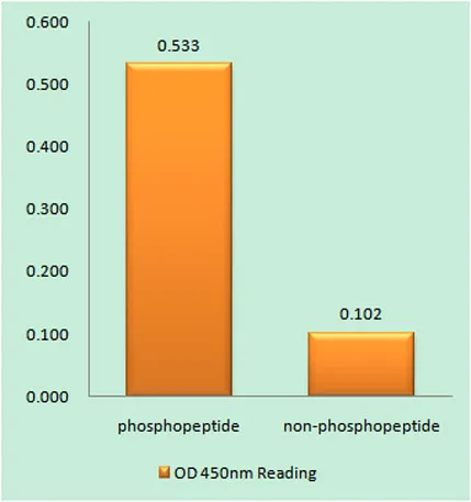 CAD (phospho Thr456) rabbit pAb - image 1