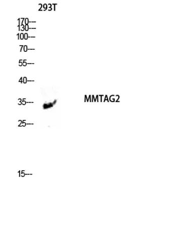 MMTAG2 rabbit pAb - image 1