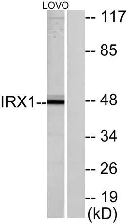 IRX1 rabbit pAb
