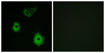 Olfactory receptor 5H6 rabbit pAb - image 1