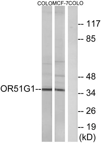 Olfactory receptor 51G1 rabbit pAb - image 1