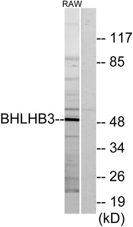 DEC2 rabbit pAb
