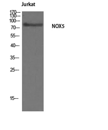 Nox5 rabbit pAb - image 1