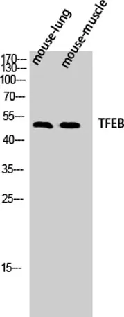 TFEB rabbit pAb - image 1