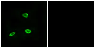 Olfactory receptor 52N1 rabbit pAb - image 1