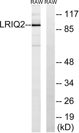 Cep97 rabbit pAb