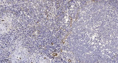 Rab11-FIP1 rabbit pAb - image 1