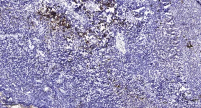 Cubilin rabbit pAb
