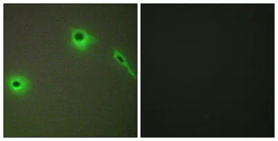 COL18A1 rabbit pAb - image 1