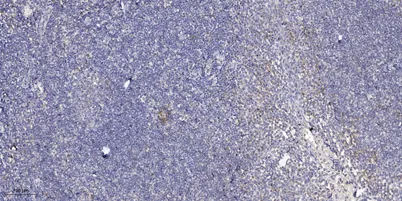 ApoL3 rabbit pAb - image 1