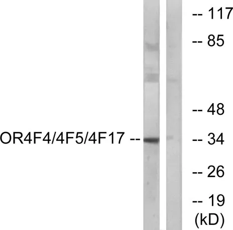 Olfactory receptor 4F4/4F5/4F17 rabbit pAb - image 1