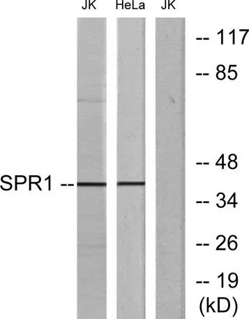 GPR68 rabbit pAb - image 1