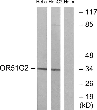 Olfactory receptor 51G2 rabbit pAb - image 1