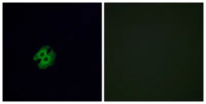 Olfactory receptor 2G2 rabbit pAb - image 1