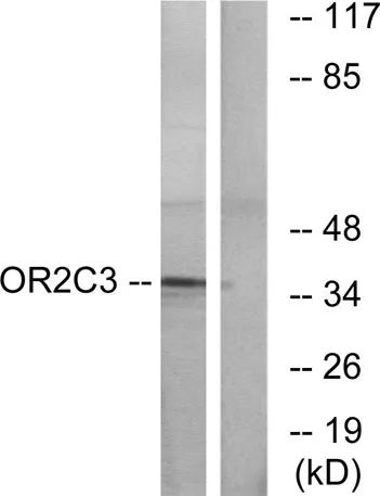 Olfactory receptor 2C3 rabbit pAb - image 1