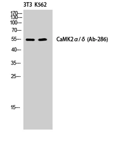 CaMKIIα/δ rabbit pAb - image 1