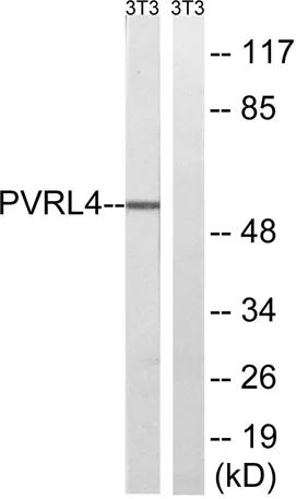 Nectin 4 rabbit pAb - image 1