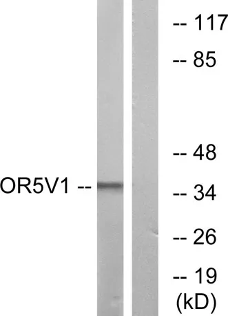 Olfactory receptor 5V1 rabbit pAb - image 1