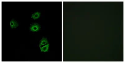 Olfactory receptor 2B2 rabbit pAb