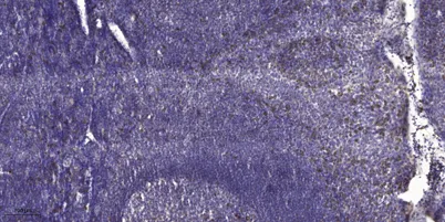 ADAMTS-12 rabbit pAb - image 1