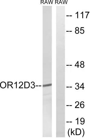 Olfactory receptor 12D3 rabbit pAb - image 1