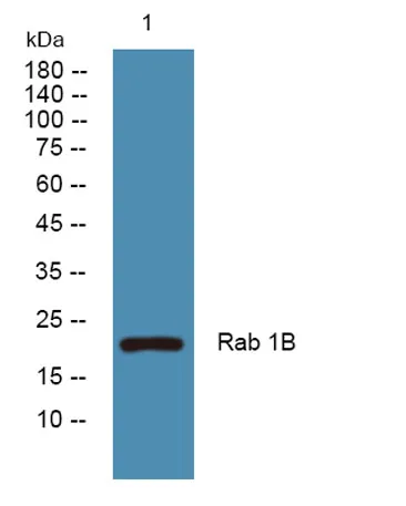 Rab 1B rabbit pAb - image 1