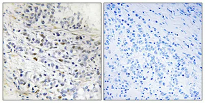 Cdc7 rabbit pAb - image 1