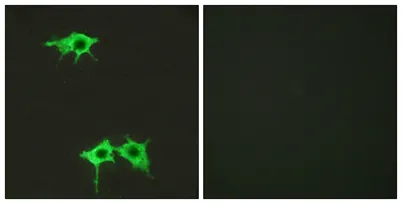 Frizzled-4 rabbit pAb - image 1