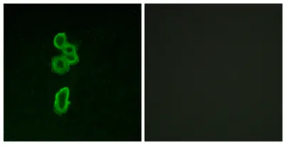 Frizzled-6 rabbit pAb - image 1