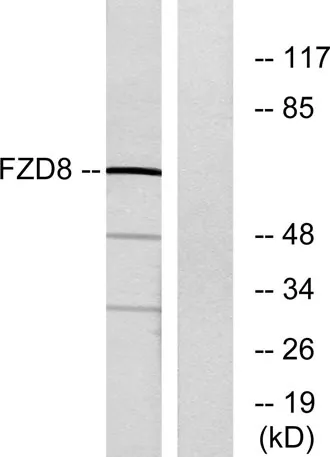 Frizzled-8 rabbit pAb - image 1
