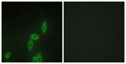Protocadherin-11 rabbit pAb - image 1