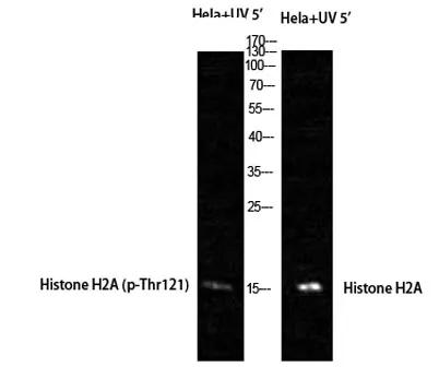 Histone H2A (phospho Thr121) rabbit pAb - image 1