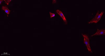 Cleaved-Caspase-1 p20 (D210) rabbit pAb - image 1