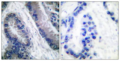 Cleaved-Caspase-1 (M211) rabbit pAb - image 1