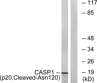Cleaved-Caspase-1 p20 (N120) rabbit pAb - image 1