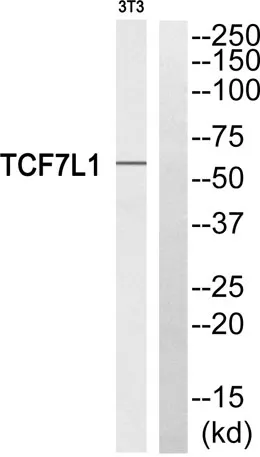 TCF-3 rabbit pAb - image 1