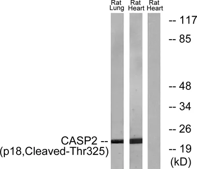 Cleaved-Caspase-2 p18 (T325) rabbit pAb - image 1