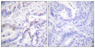 Histone H3 (phospho Thr3) rabbit pAb - image 1